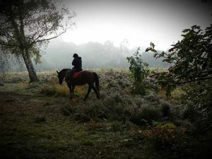 Supporting image for story: Matt's misty shot captures the morning mood