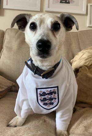 Katelyn Ewings' 15-year-old dog Oscar has his kit on ready for the final in Lightmoor, Telford
