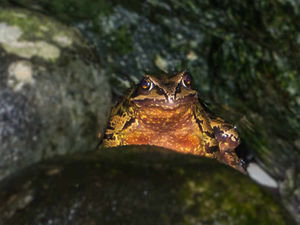 Supporting image for story: Animal magic