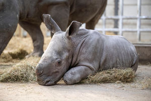 The baby white rhino arrived at the zoo last week