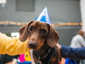 Supporting image for story: Hundreds of sausage dogs expected at the cutest Stafford event ever!