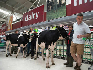 Supporting image for story: PICTURES AND VIDEO: Dairy farmers bring chaos to Asda - taking live cows into the supermarket