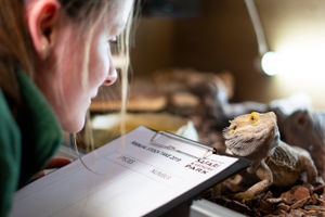 The annual animal stock take is underway at West Midland Safari Park
