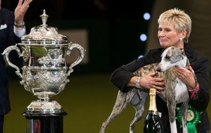 Collooney Tartan Tease, Whippet. 