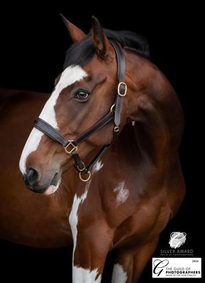 'Merlin' which was given a Silver award, as well as selected for 'Equine Image of the Year' by the judges