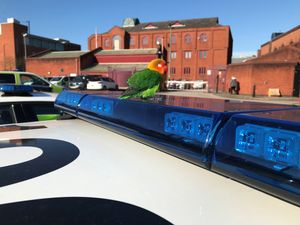 Supporting image for story: Friendly parrot could be latest addition to Wolverhampton police's flying squad