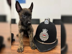 Supporting image for story: Dog lovers swoon over Shropshire force's newest wet-nosed recruit