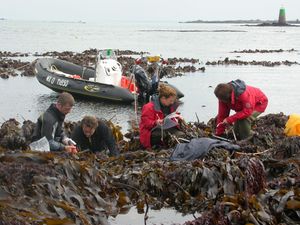 Supporting image for story: Kelp found in Atlantic Ocean ‘has survived since last ice age 16,000 years ago’