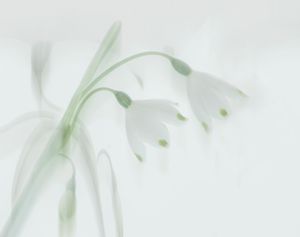 A Whisper of Spring by Fran Hartshorne