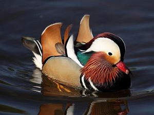 Supporting image for story: New car horn that sounds like a synthesised duck has been developed as an alternative to the angry honk