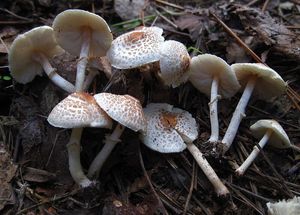 Fungus: Lepiota cristata
