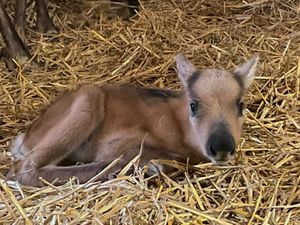 Genie. Photo: Dudley Zoo