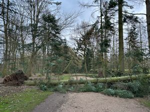 Storm damage at Attingham Park. Several trees have fallen causing a huge clean-up operation. Picture: Gareth Juleff/National Trust.