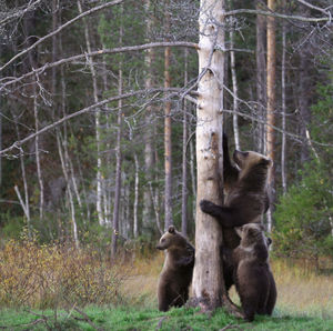 Kuusamo is an ideal place for bear-watching