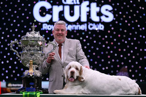 The Clumber Spaniel, Vanitonia Soloist "Bruin" and handler Lee Cox pose for photographs at the trophy presentation after winning the Best in Show competition on the final day of the Crufts dog show at the National Exhibition Centre in Birmingham, central England, on March 8, 2026. (Photo by Oli SCARFF / AFP via Getty Images)