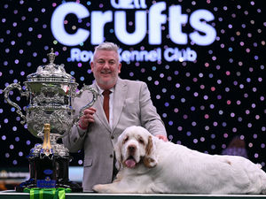 Supporting image for story: Crufts 2026: Best In Show crowned in Birmingham - see the results of the dog show at the NEC here