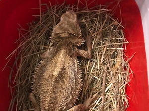 Supporting image for story: Abandoned bearded dragon dies after being dumped on Black Country wasteland