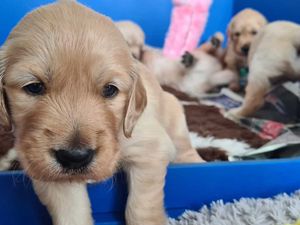 Supporting image for story: Shrewsbury puppy family to star on television as they grow up to be Guide Dogs