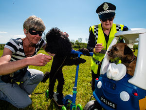 Supporting image for story: Shropshire County Show: Actors bark up right tree in bank robbery