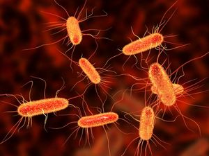 Supporting image for story: Scientists create bacteria-powered solar cells that can work under cloudy skies