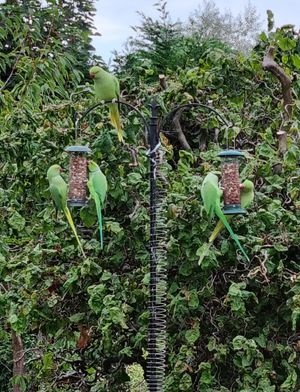 Anne Burke, From Rushall, Walsall, sent in this colourful pics of the bright green birdies