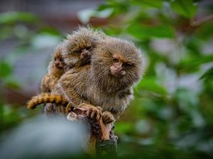 Supporting image for story: Monkeys âno bigger than ping pong ballsâ born at Chester Zoo