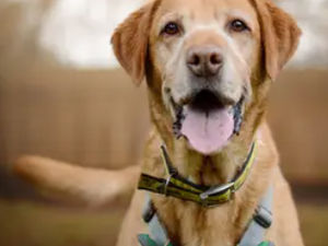 Supporting image for story: 20 adorable dogs that are looking for a home this Christmas