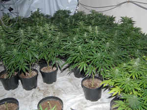 Supporting image for story: Almost 600 cannabis plants found at Cradley Heath shop