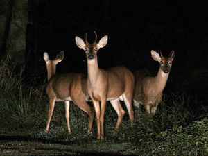 Supporting image for story: Wildlife is easy prey for poacher gangs