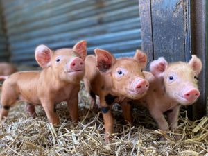 Supporting image for story: Hatton Adventure World hosts popular annual “Spring Spectacular”