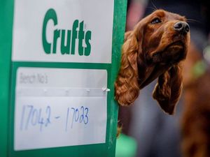 Supporting image for story: Crufts 2022: Dates, ticket prices, how to book and scam warning