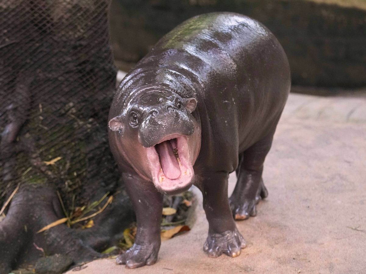 Man arrested after climbing into pygmy hippo Moo Deng&rsquo;s enclosure at Thai zoo