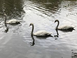 Supporting image for story: Oil-covered swans rescued from lake in Telford