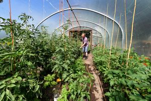 There are 50 allotment plots on the site with 42 tended to by local residents