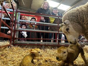 Visitors will have the chance to see inside the lambing barn 