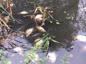Supporting image for story: Fish killed by pollution at pool near Cannock