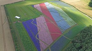 The spectacular Shropshire Petal Fields from the air.