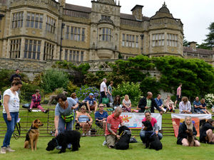 Supporting image for story: Ludlow Rotary Club Dog Day cancelled for second consecutive year