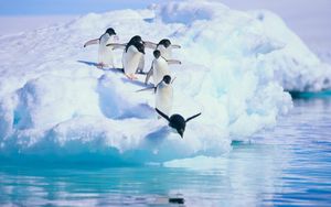Penguins in Antarctica