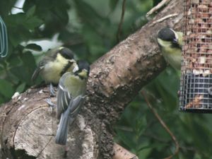 Supporting image for story: Feed the birds project looking for volunteers