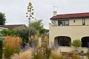 Hilary Chappin huger agave - which has spectacularly flowered after 50 years.