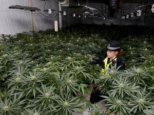 Supporting image for story: Cannabis: How the drug farmers are being weeded out in Shropshire