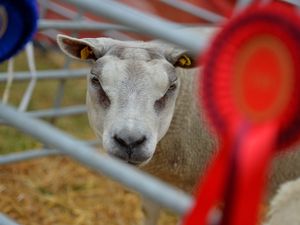 Supporting image for story: Preparations well under way for popular Newport Show 