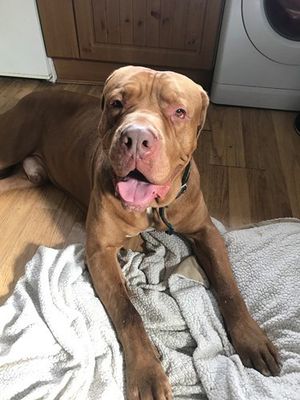 Poor Ozzy is partially paralysed from the waist down