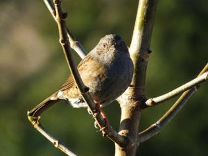 A dunnock