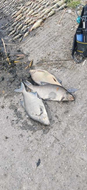 Pictures: Telford Angling Association