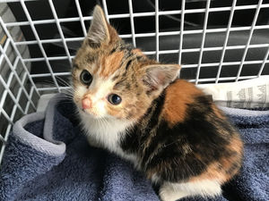 Supporting image for story: 'Miracle' kitten rescued from Stafford industrial estate after falling down pipe