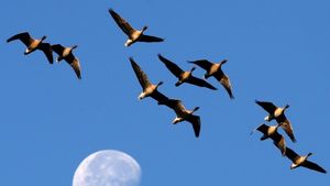 Supporting image for story