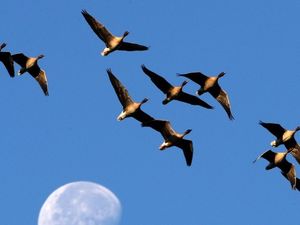 Supporting image for story: Birds in 'Goldilocks' habitats have best chance against global warming