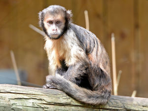 Supporting image for story: Lions in Cannock, camels in Stafford and monkeys in the Black Country: Region's exotic pets revealed